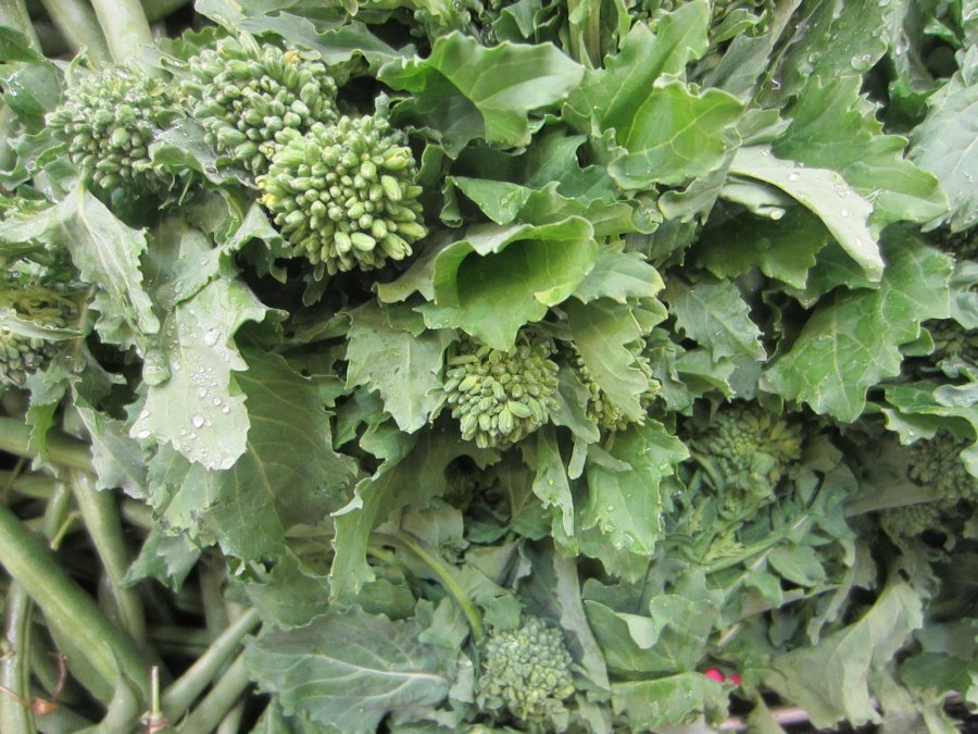 Broccoli Greens