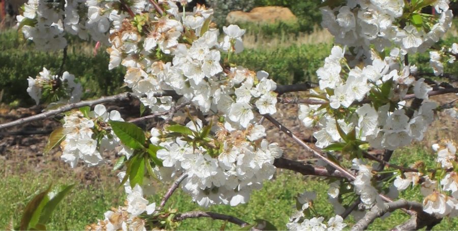 Cherry Blossoms from Fausel Ranch, Placerville. Photo by Betty Arnold