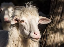 goat 9282019 (263x192)