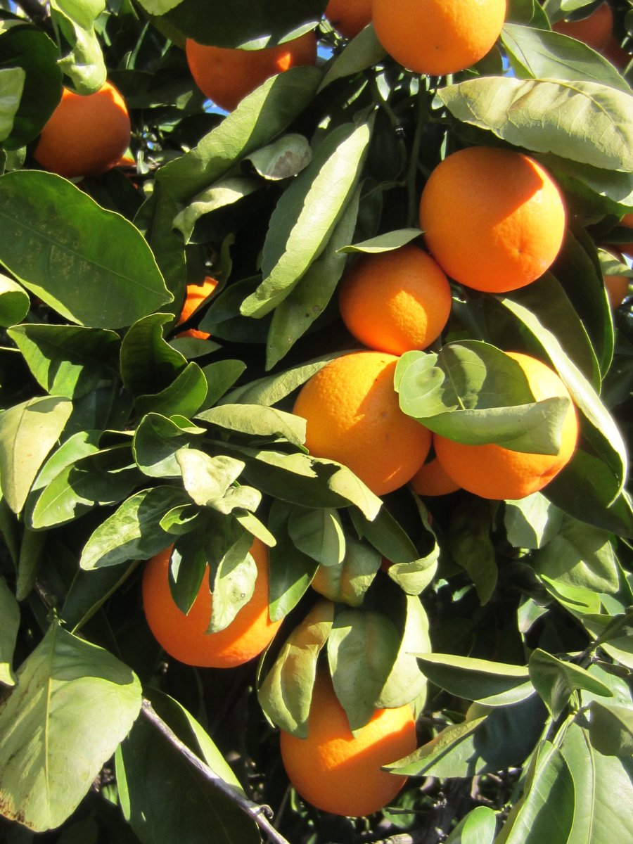 Ripe Hooverville Oranges!